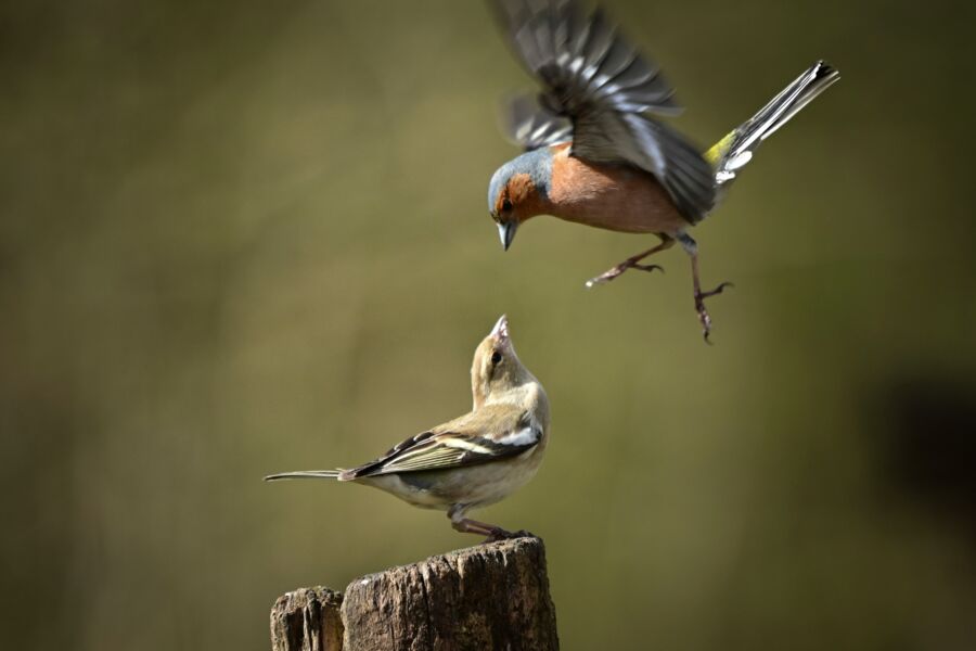 Two chaffinches on a stump, one landing mid wingbeat